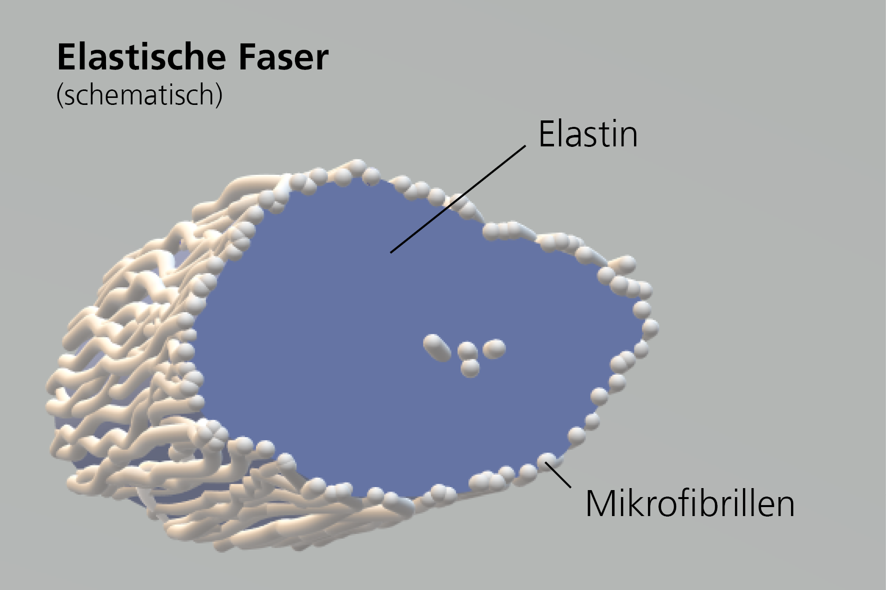Aufbau einer elastischen Faser